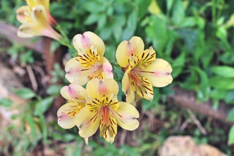 Kafka_La_metamorphose